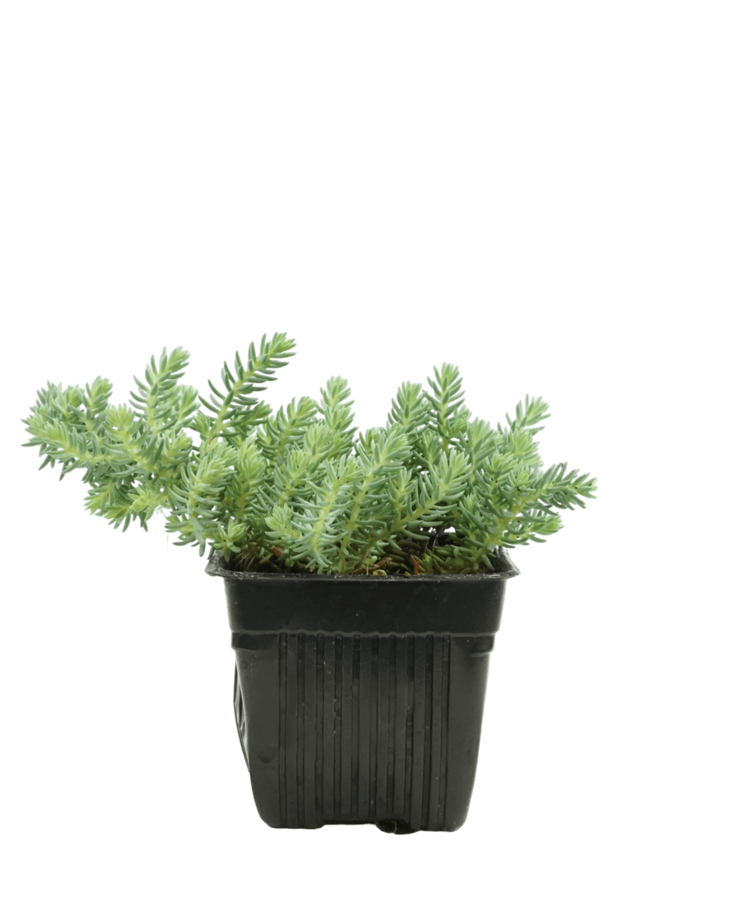 Sedum reflexum 'Blue Spruce' - The Garden Corner