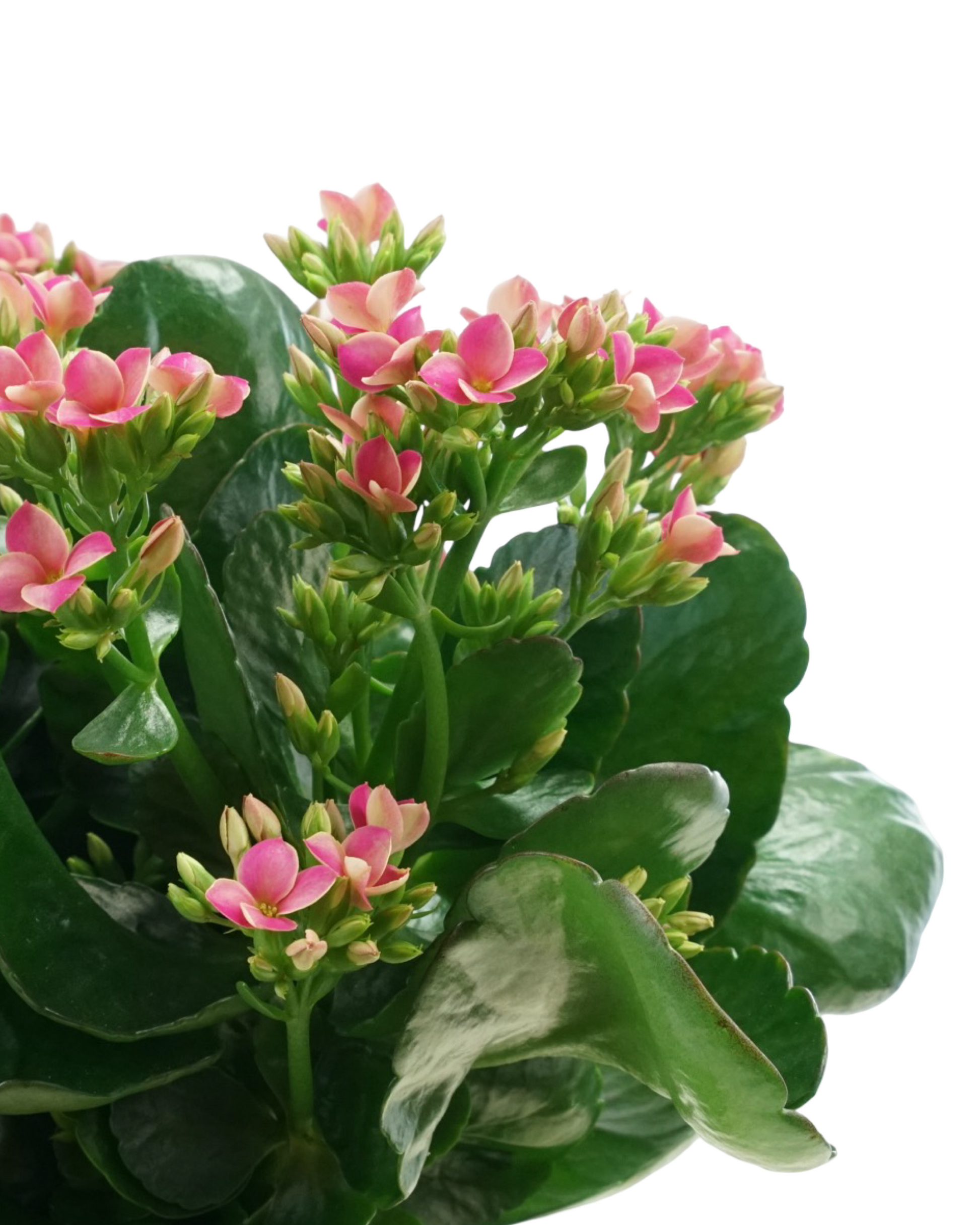 Kalanchoe Calandiva, Assorted - House Plants
