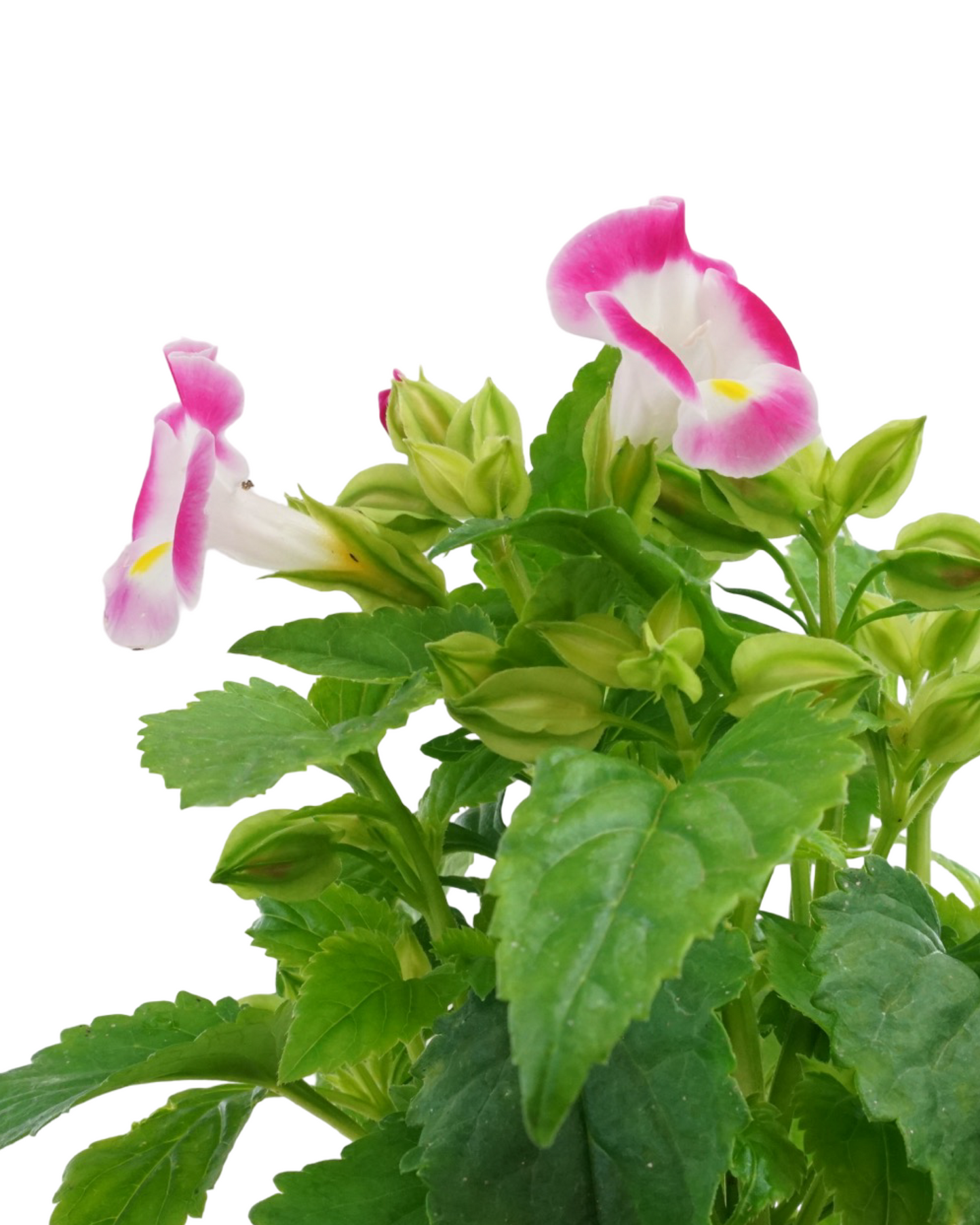 Torenia Hi-Lite Mix - Annuals