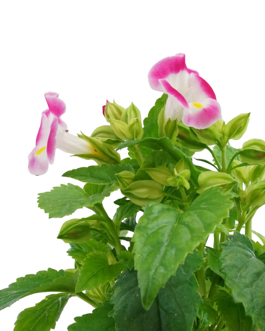 Torenia Hi-Lite Mix - Annuals