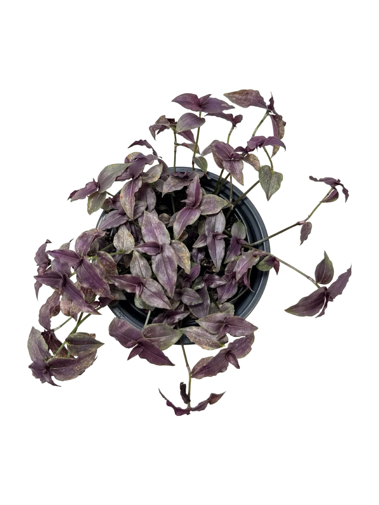 Gibasis geniculata - House Plants