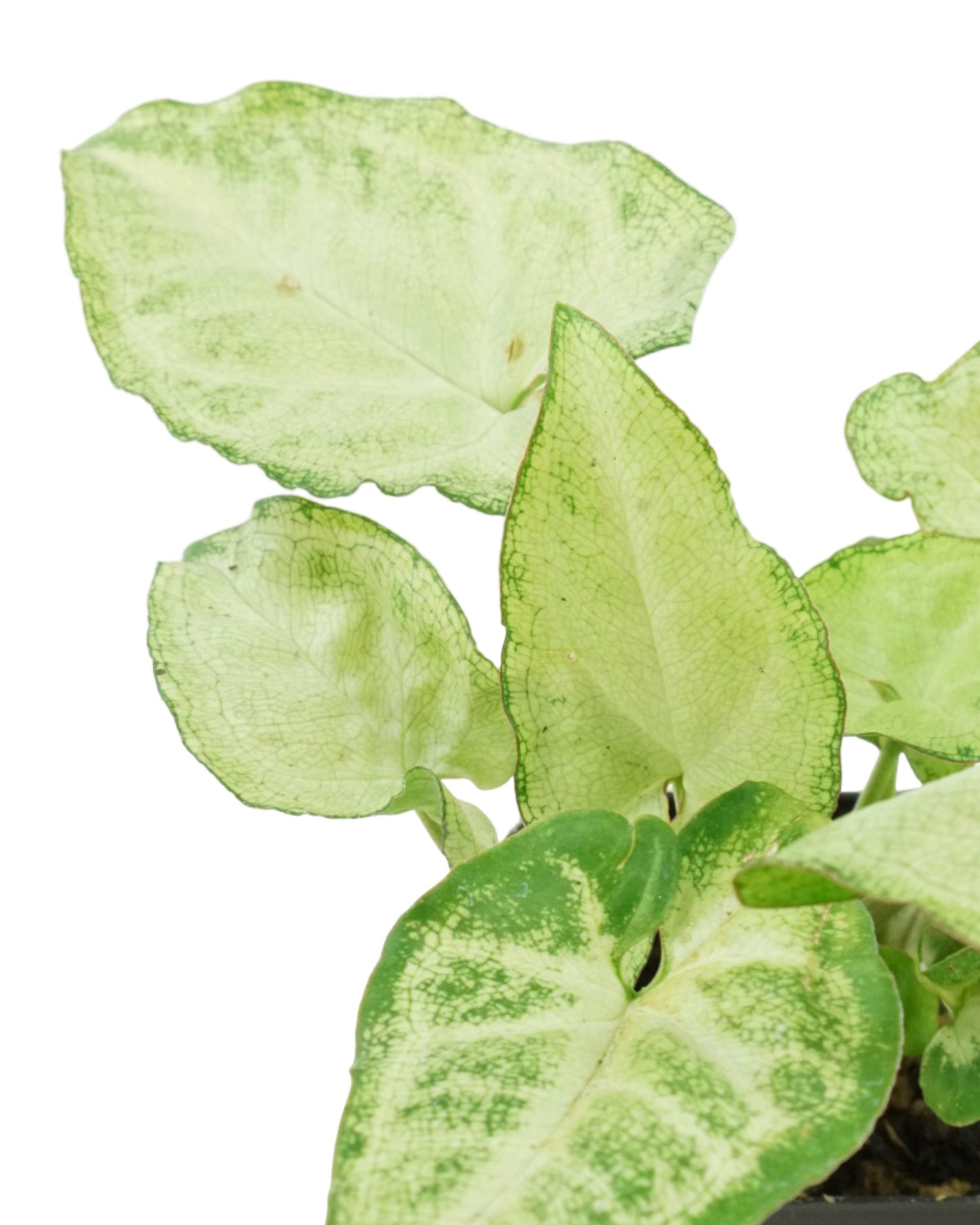Syngonium podophyllum 'White Butterfly' - House Plants