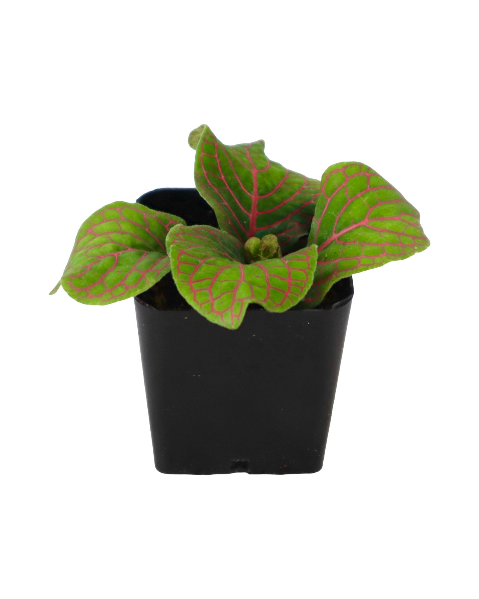 Fittonia albivensis - House Plants