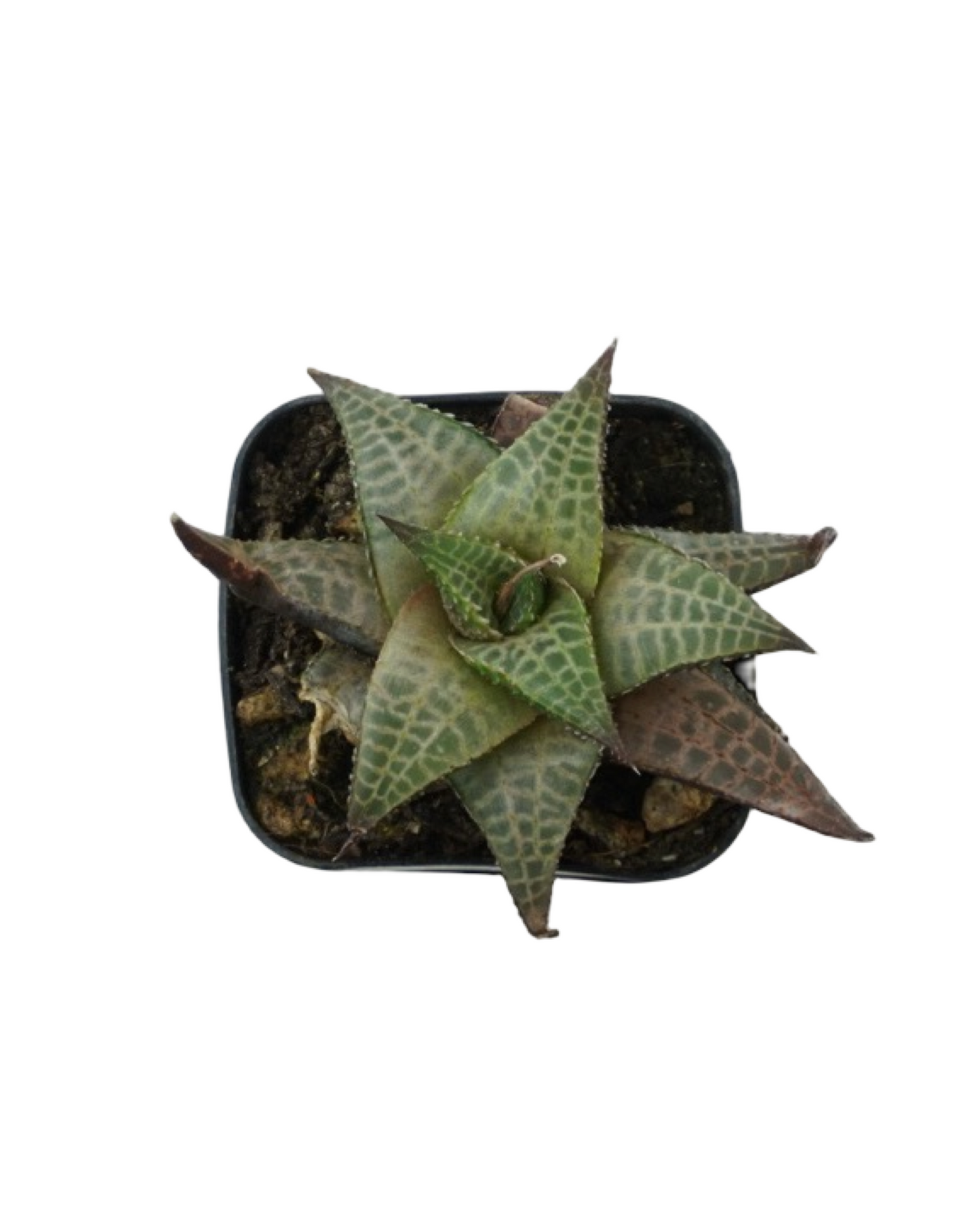 Haworthiopsis venosa tessellata