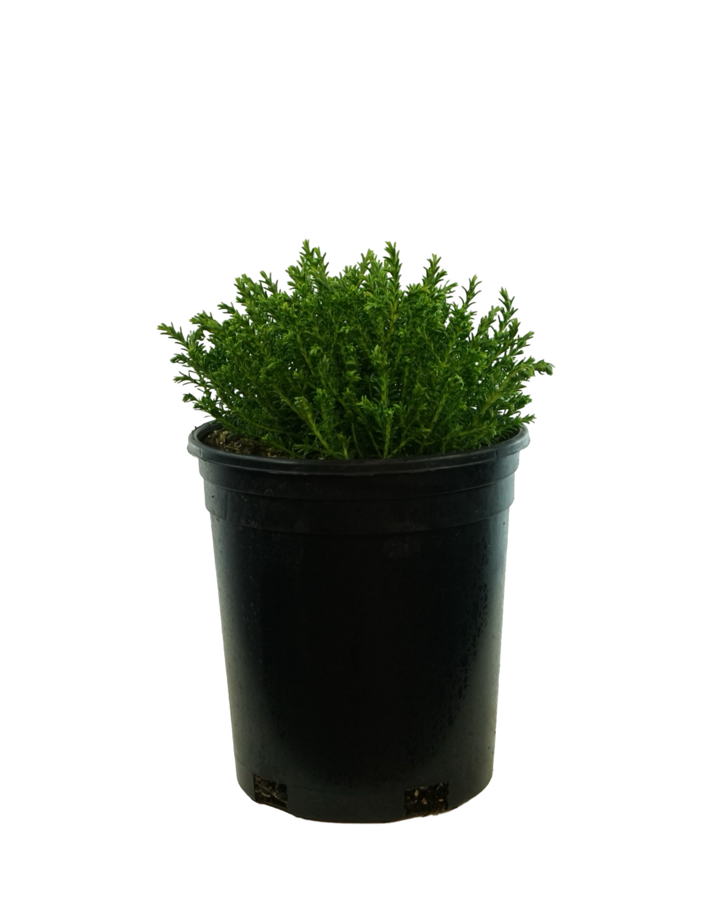 Hebe 'Mckeanii'