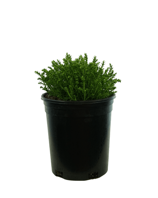Hebe 'Mckeanii' - The Garden Corner