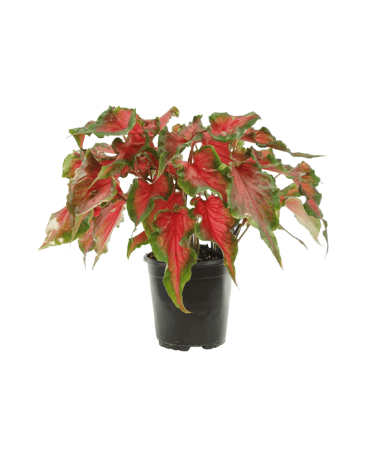 Caladium 'Red Frill' - The Garden Corner