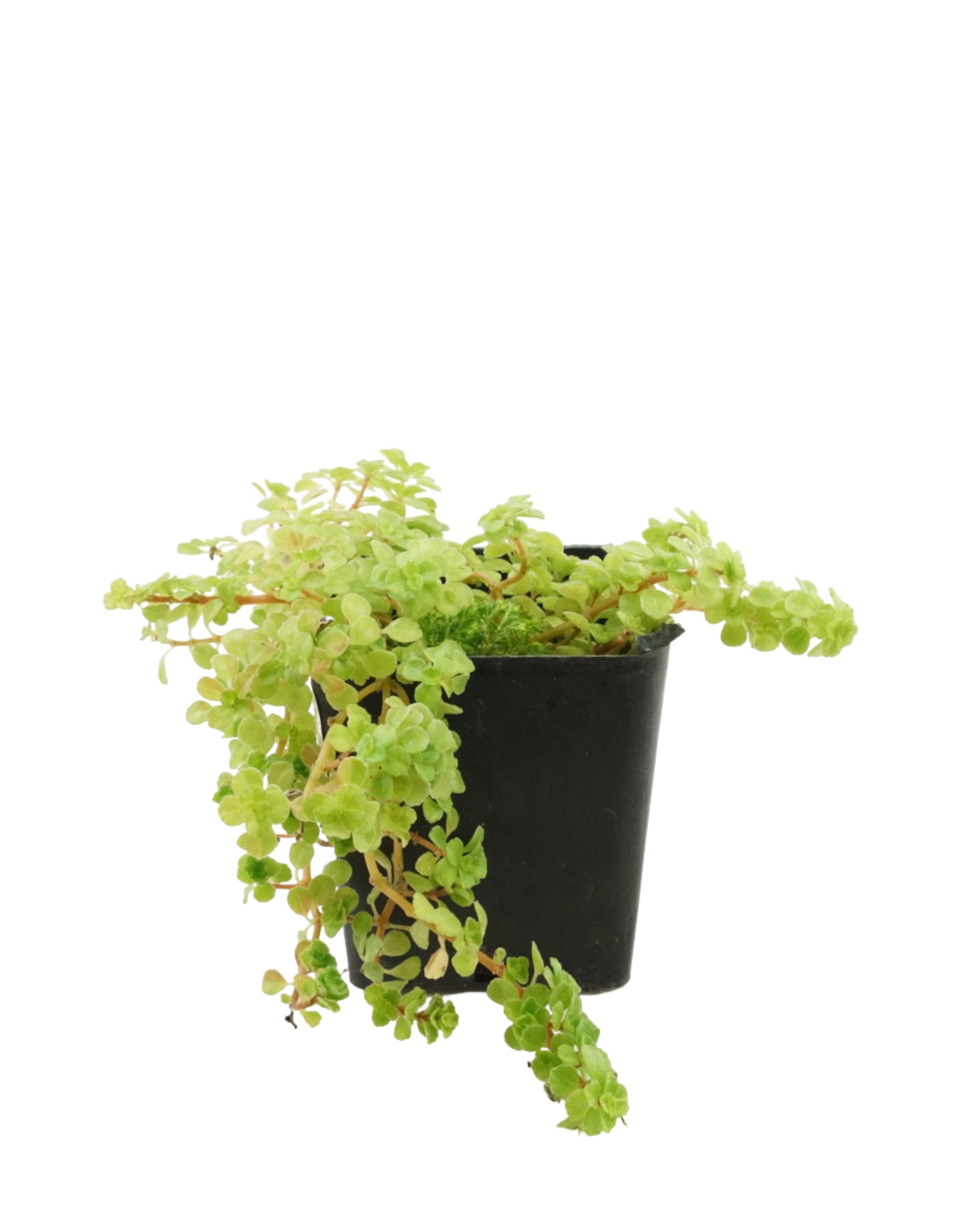 Pilea microphylla - House Plants