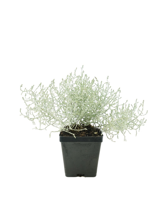 Calocephalus 'Silver Stone' - The Garden Corner
