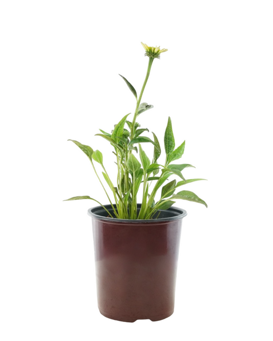 Echinacea Sombrero® 'Summer Solstice'