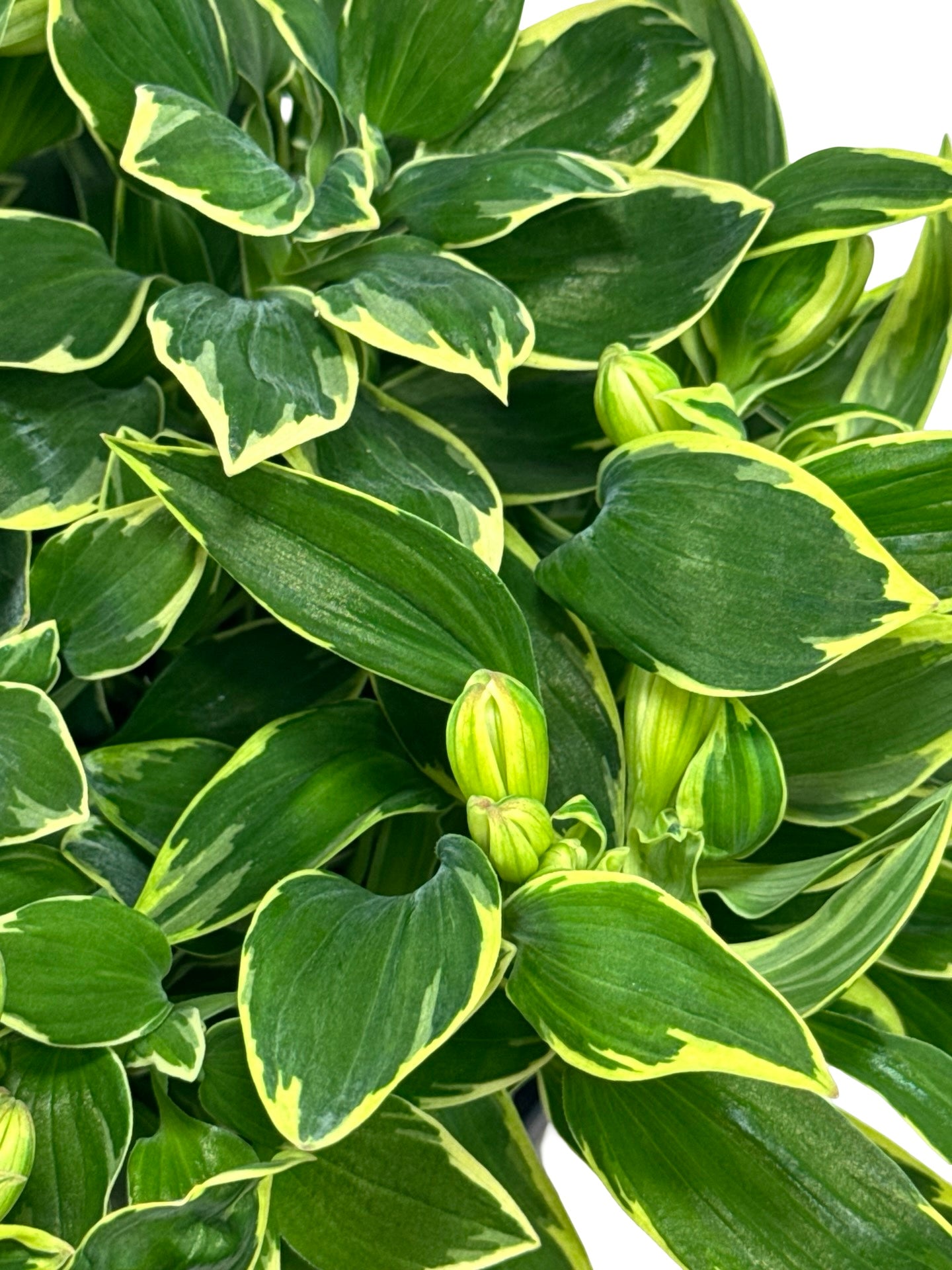 Alstroemeria x claressa - Perennials