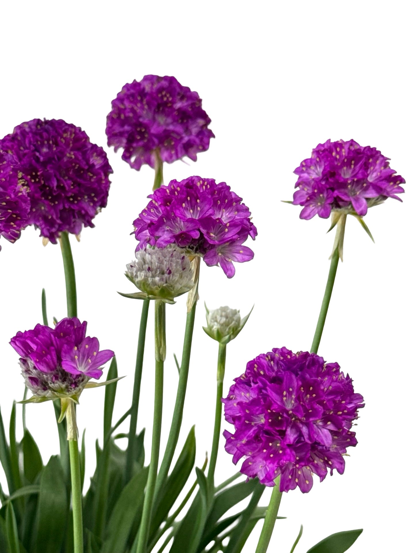 Armeria pseudarmeria 'Vivid Dreams' - Perennials