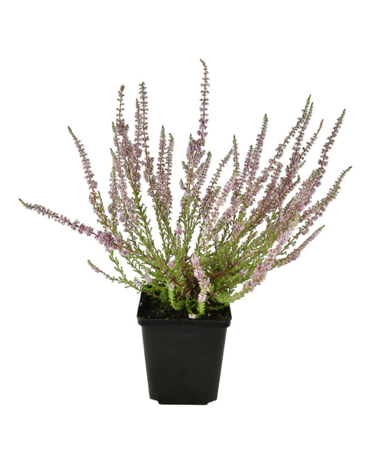 Calluna 'Silver Knight' - Perennials