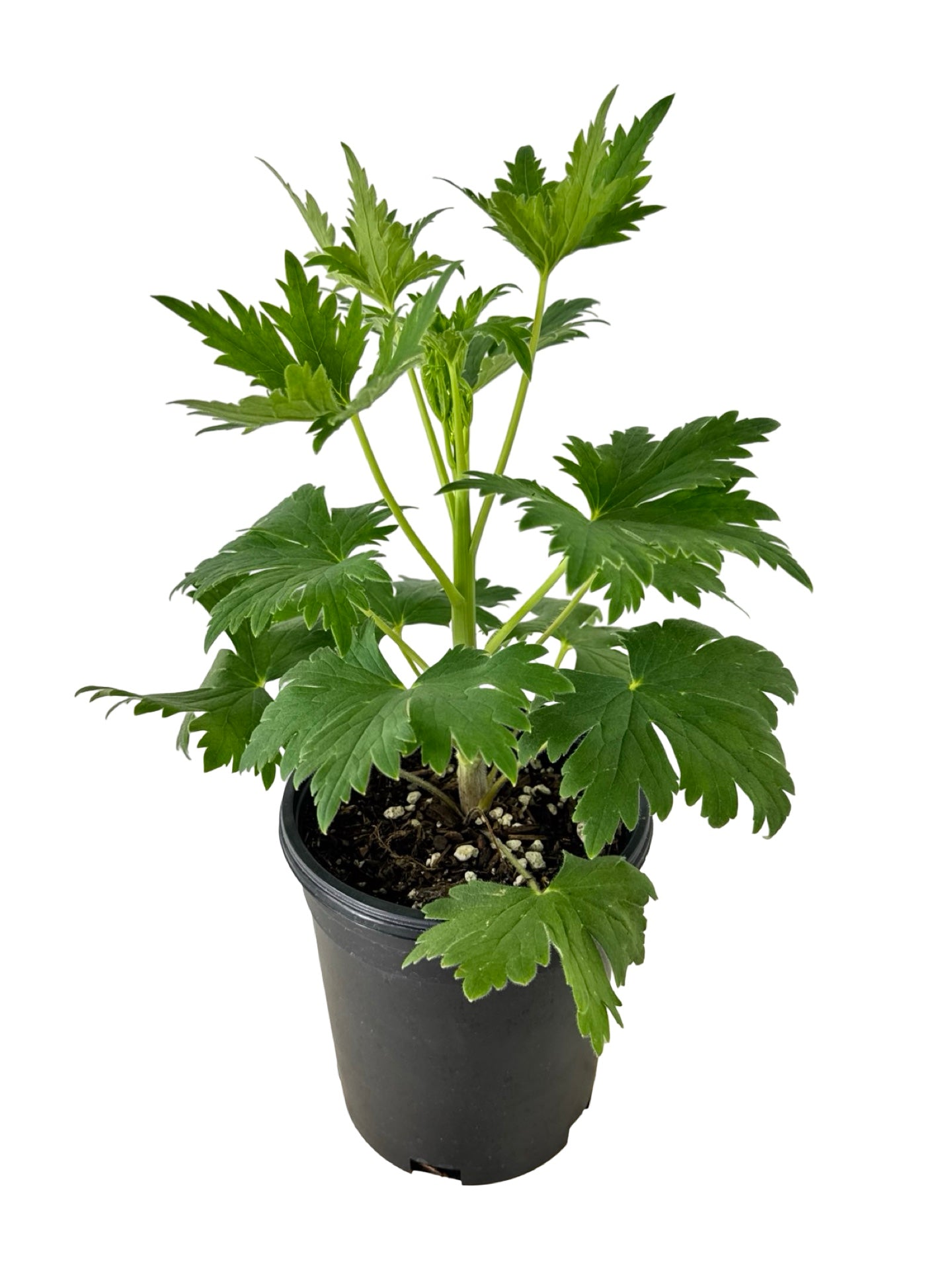 Delphinium Pacific Giants 'Black Knight' - Perennials