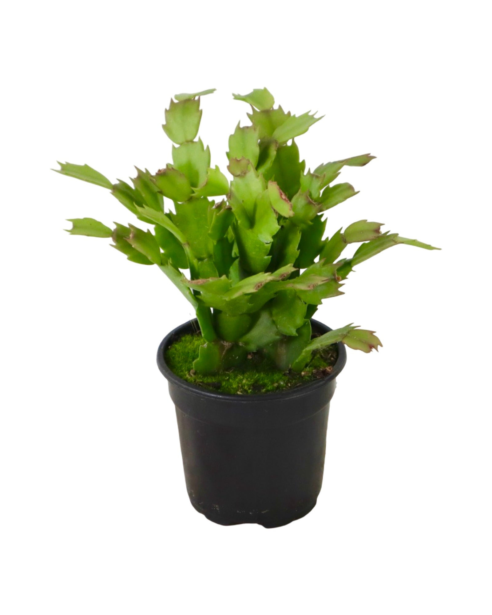 Schlumbergera 'Purple Flame' - House Plants