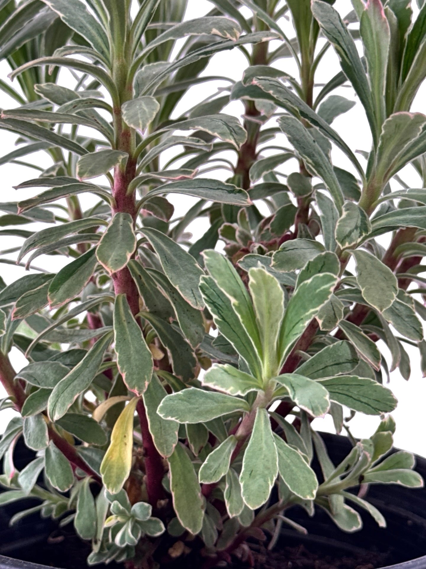 Euphorbia 'Silver Swan' - Perennials