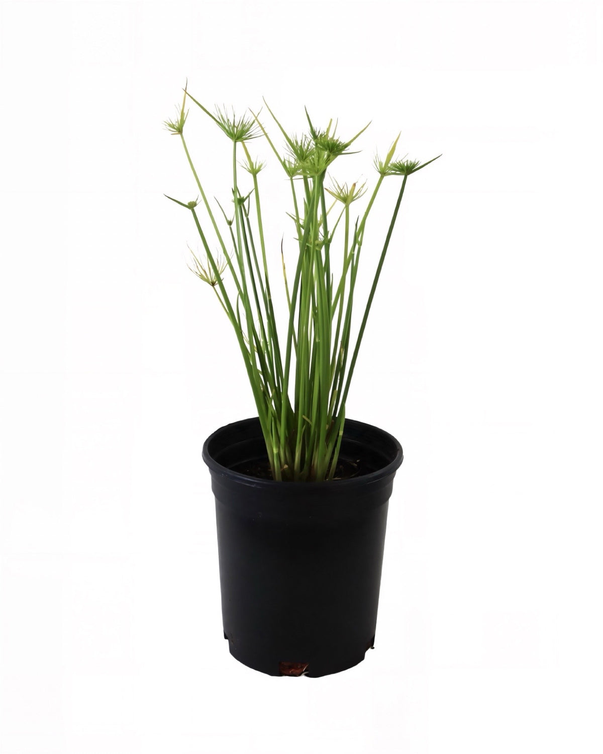 Cyperus papyrus 'Queen Tut' - Perennials