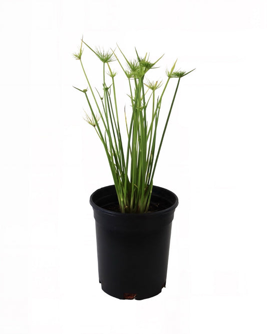 Cyperus papyrus 'Queen Tut' - Perennials