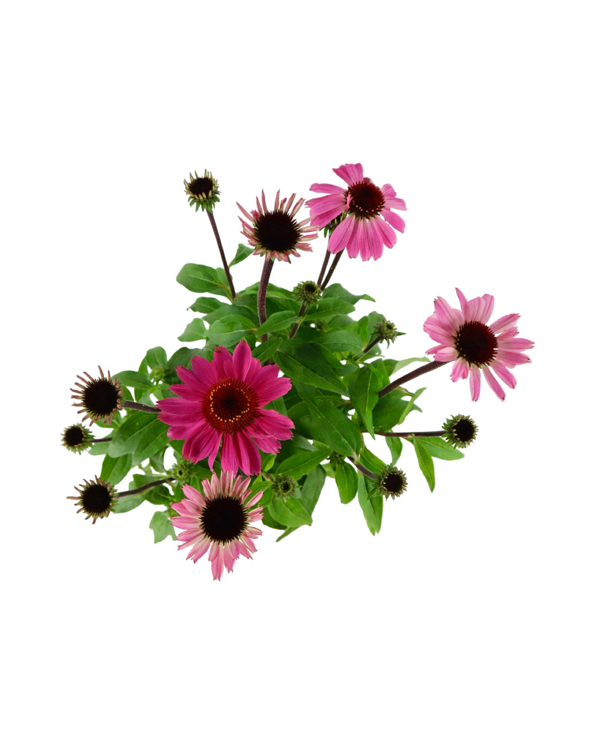 Echinacea Sombrero® Rosada - Perennials