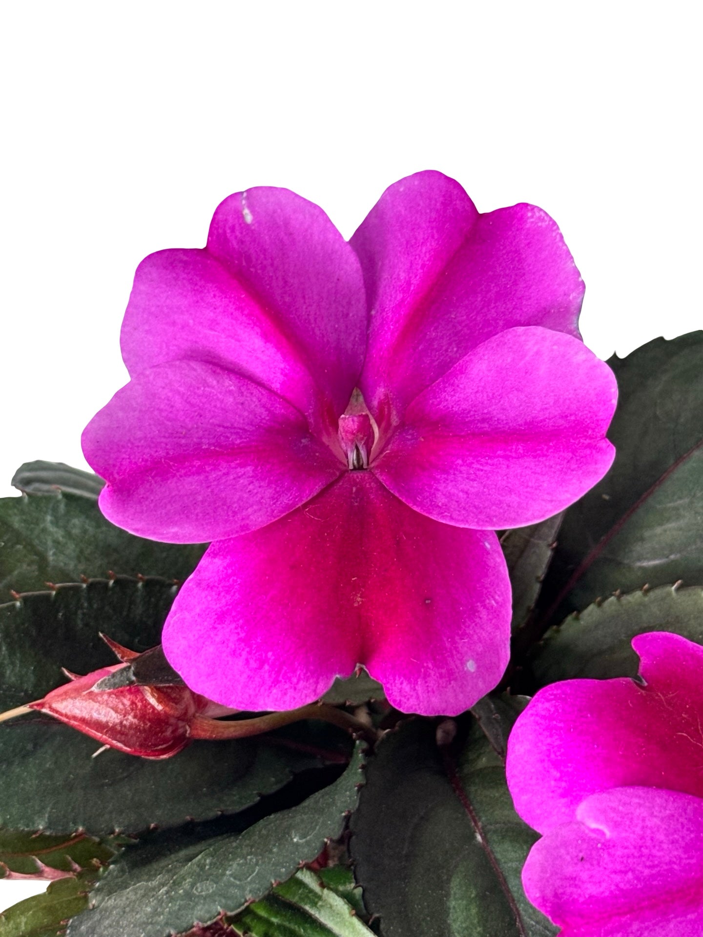 Sunpatiens compact 'Purple Candy' - Annuals