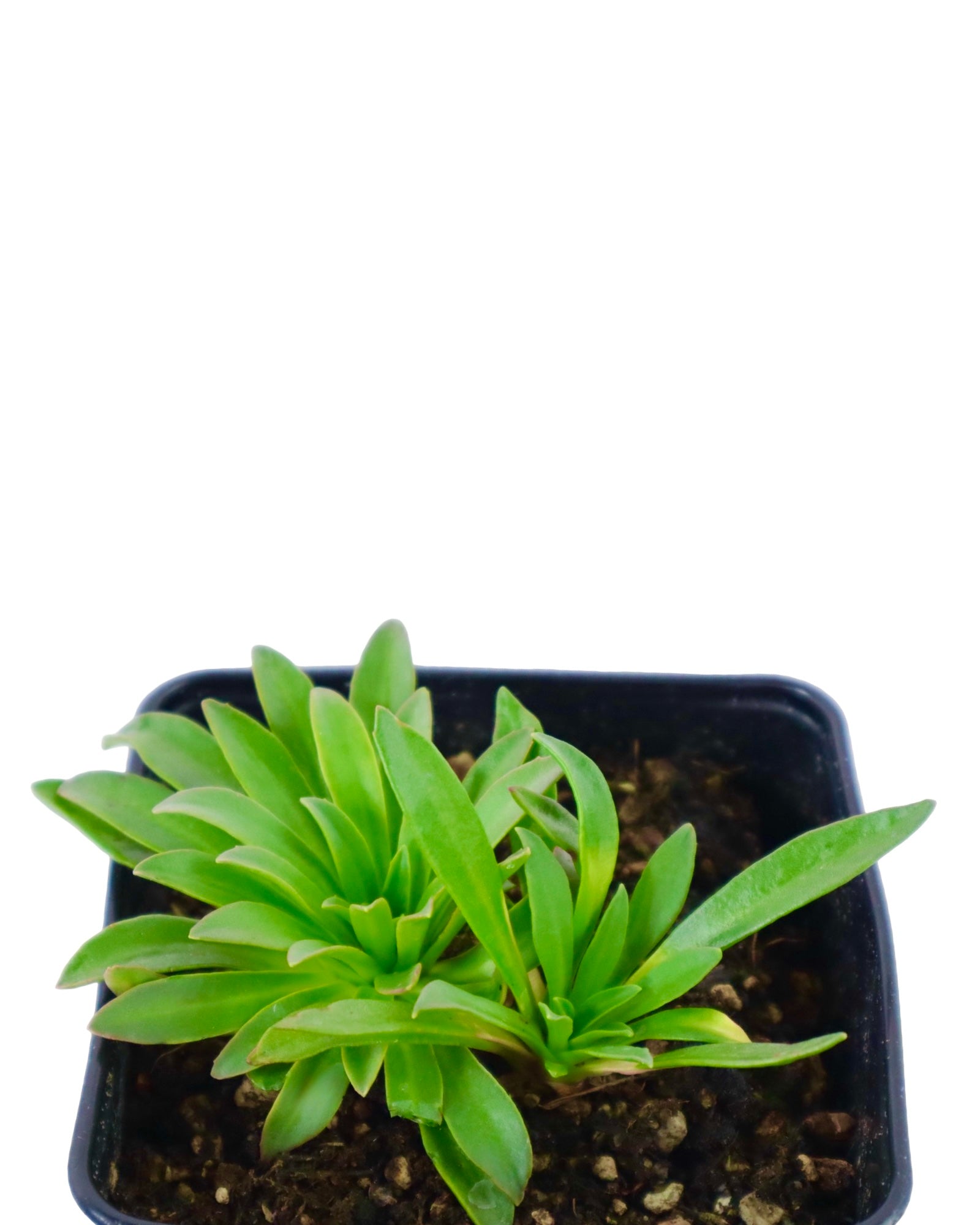 Lewisia 'Little Raspberry' - Perennials