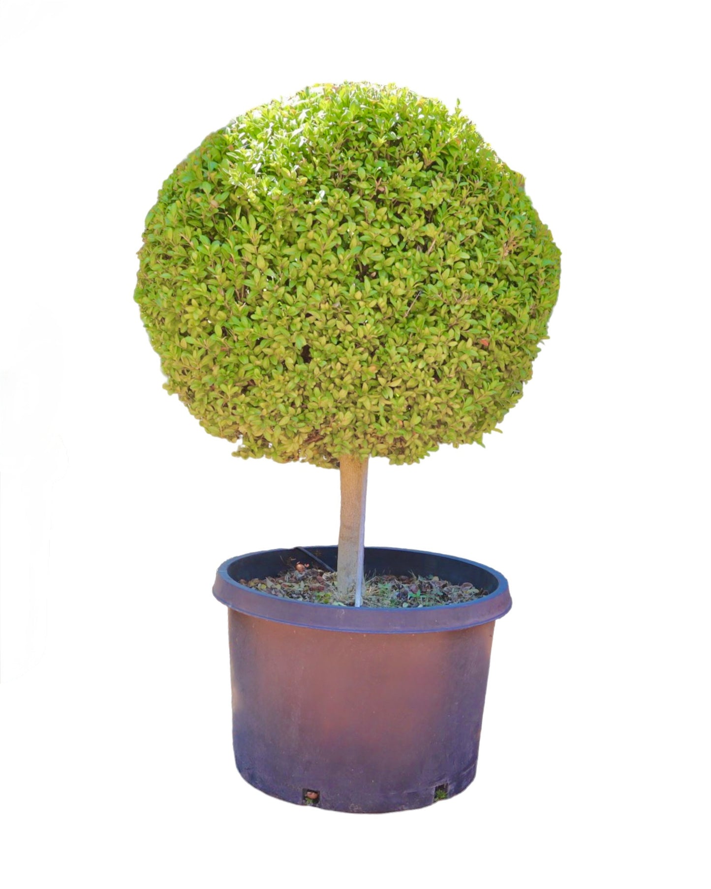 Buxus sempervirens Disk Topiary 27 Inch - Shrubs