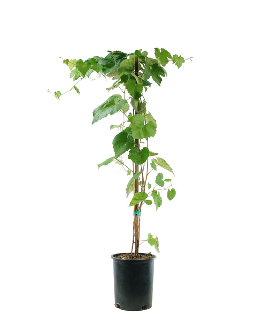 Vitis vinifera 'Vanessa' - Shrubs
