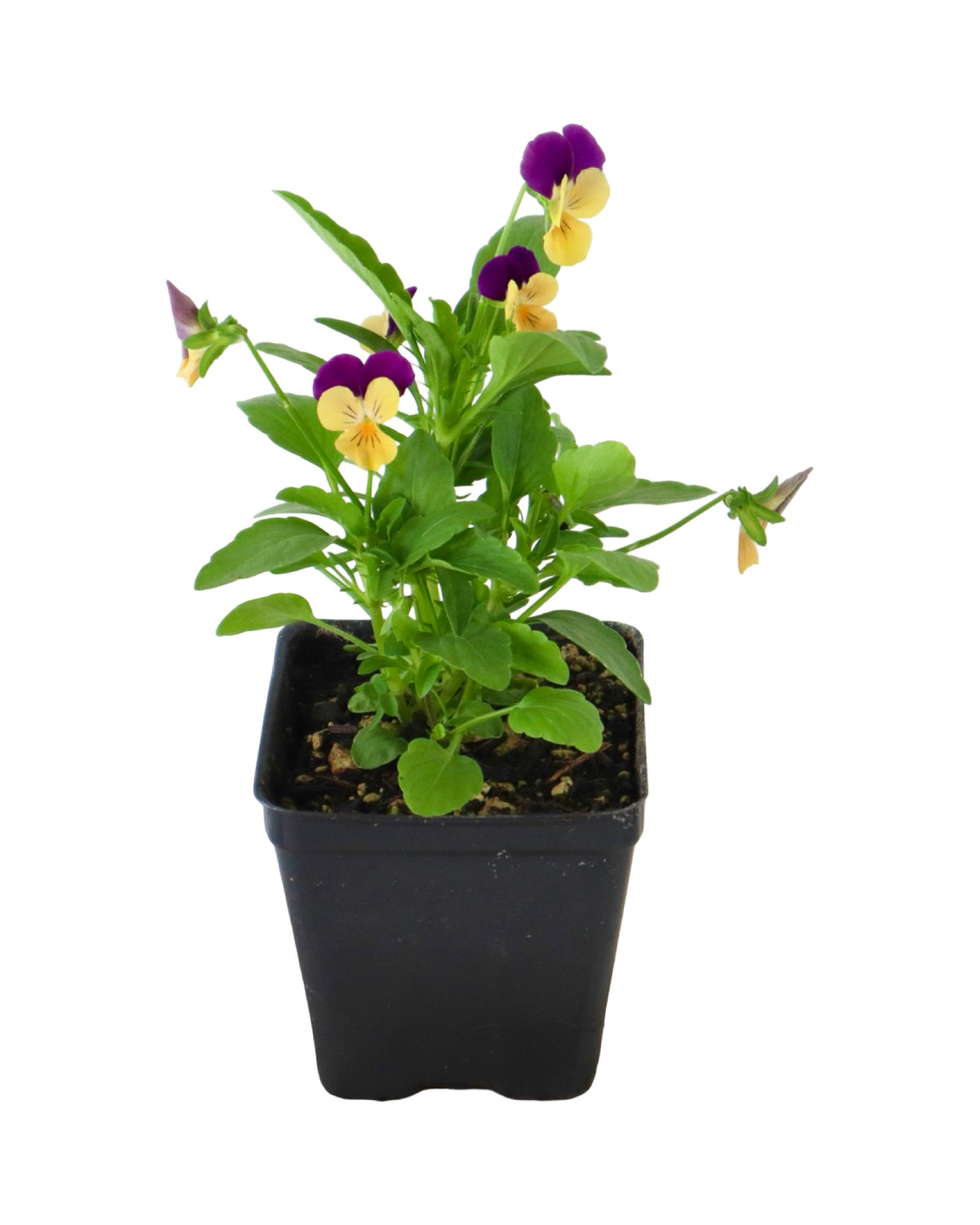Viola - Seasonal Plant