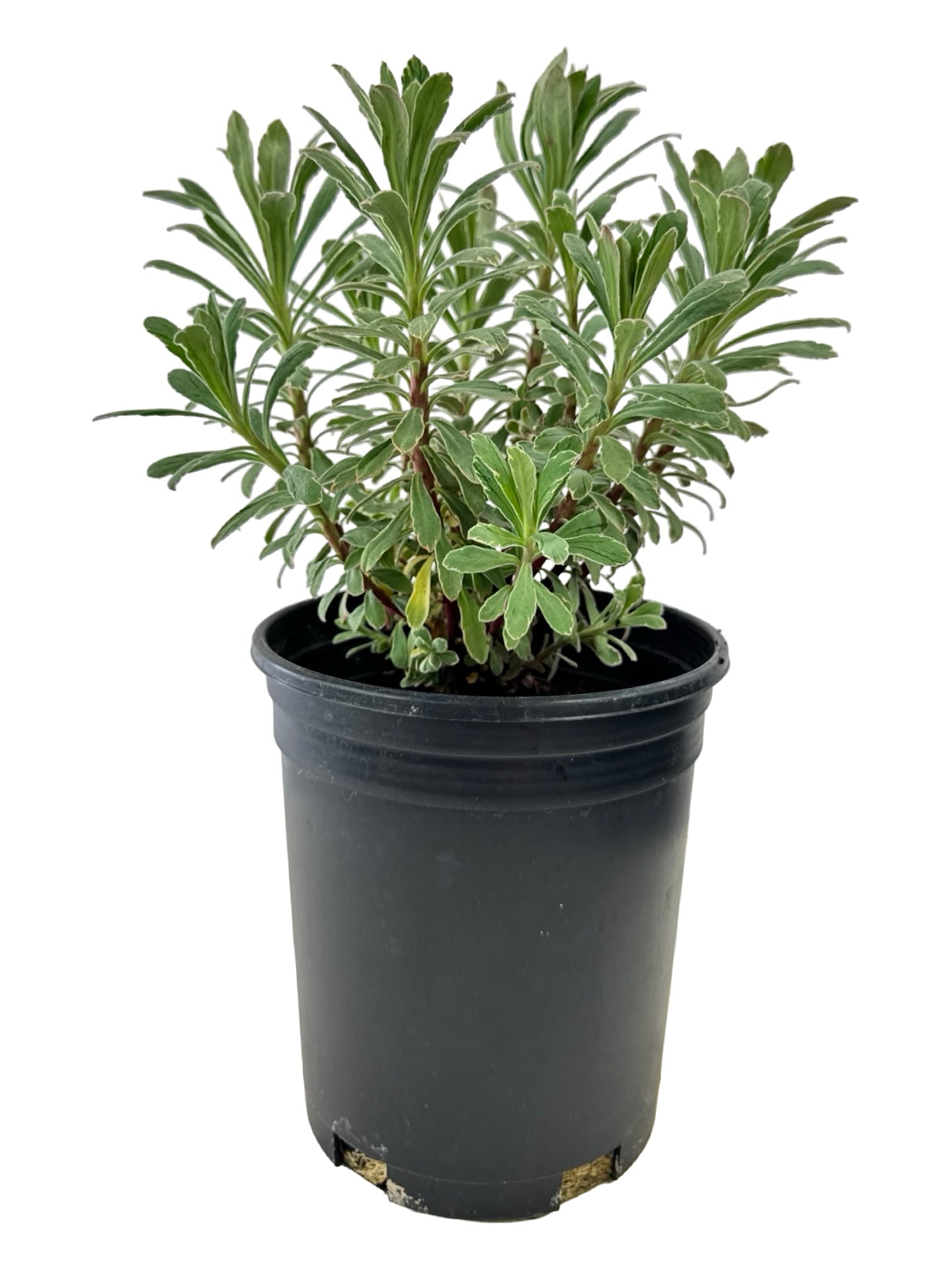 Euphorbia 'Silver Swan' - Perennials