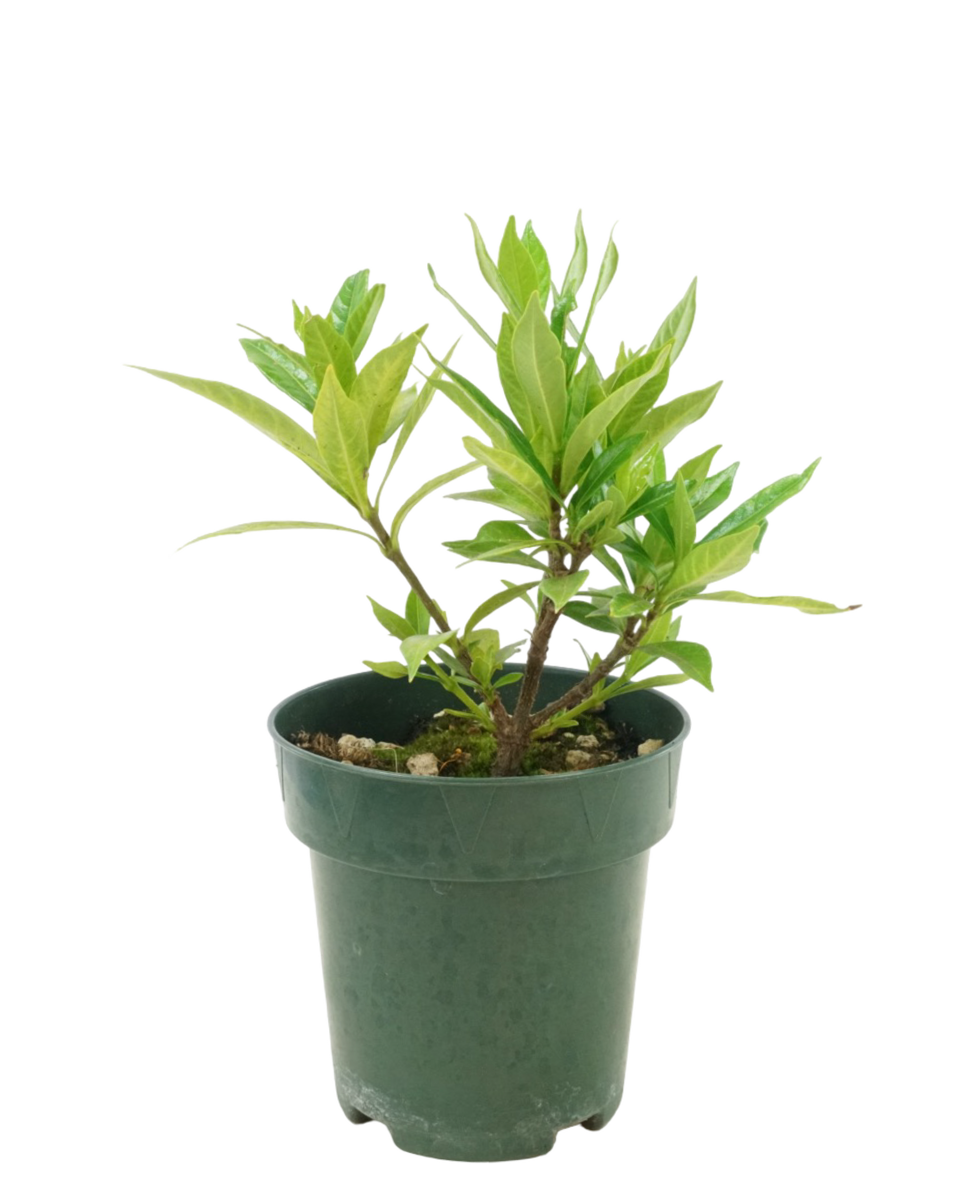 Gardenia jasminoides 'Frost Proof ' - Shrubs