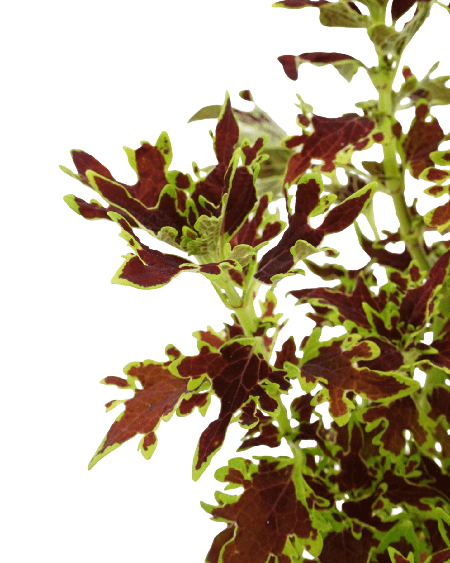 Coleus 'Limewire' - The Garden Corner