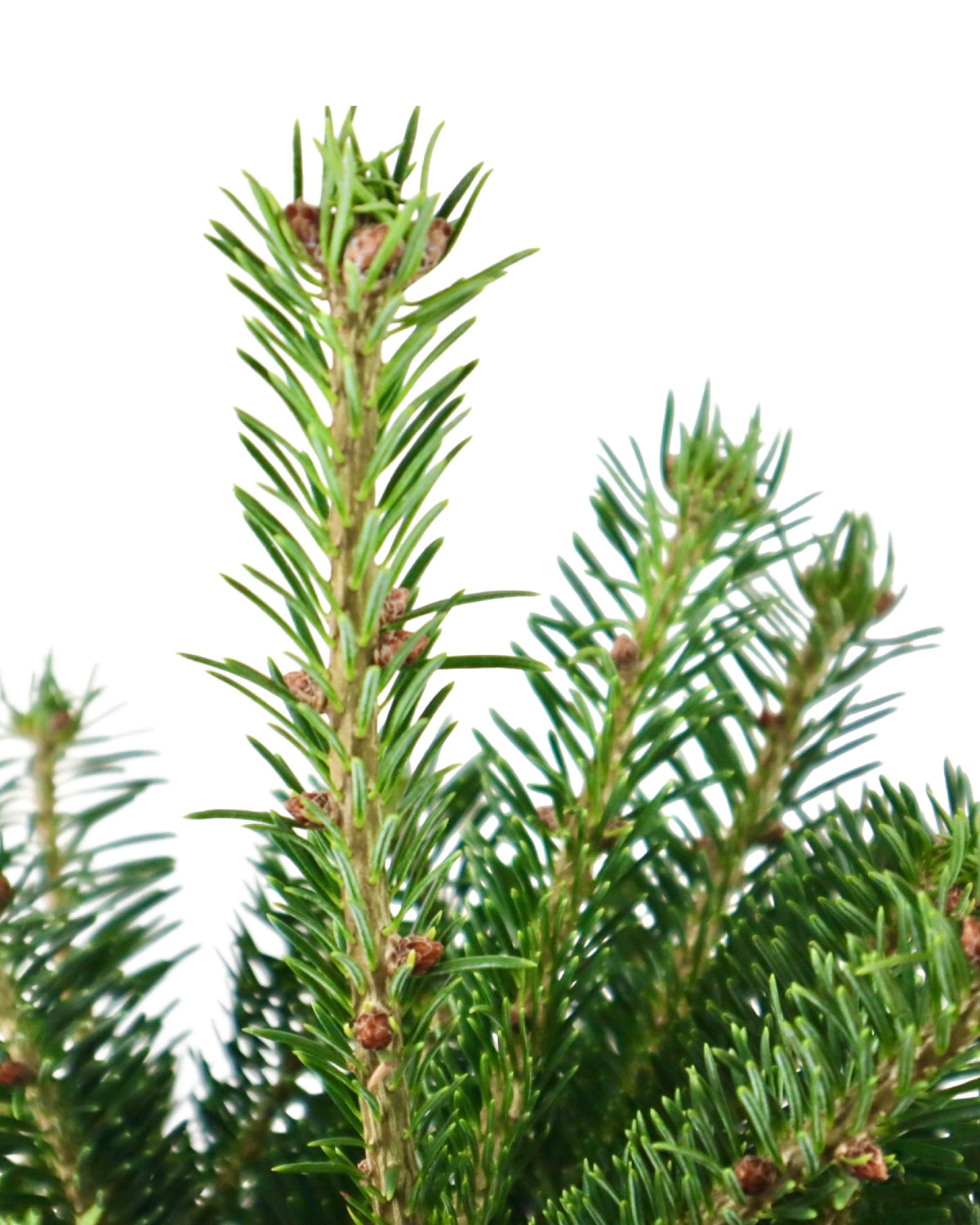 Abies nordmanniana 'Hupp's Perfect Pillar' - Shrubs