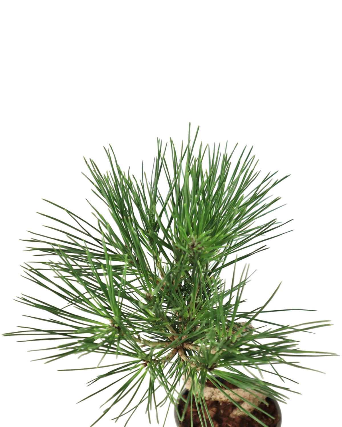 Pinus thunbergii 'Twisty' - Shrubs