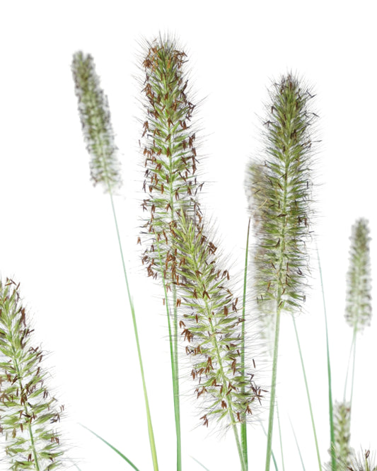 Pennisetum alopecuroides 'Ginger Love'