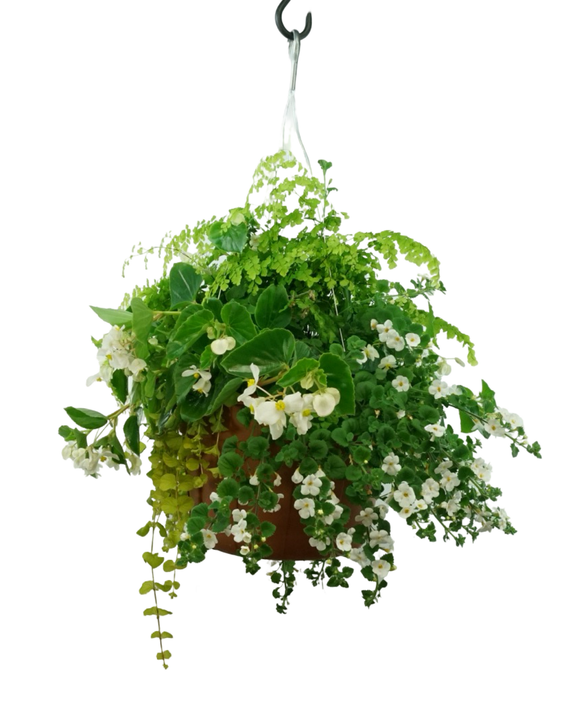 Basic Basket - Annuals