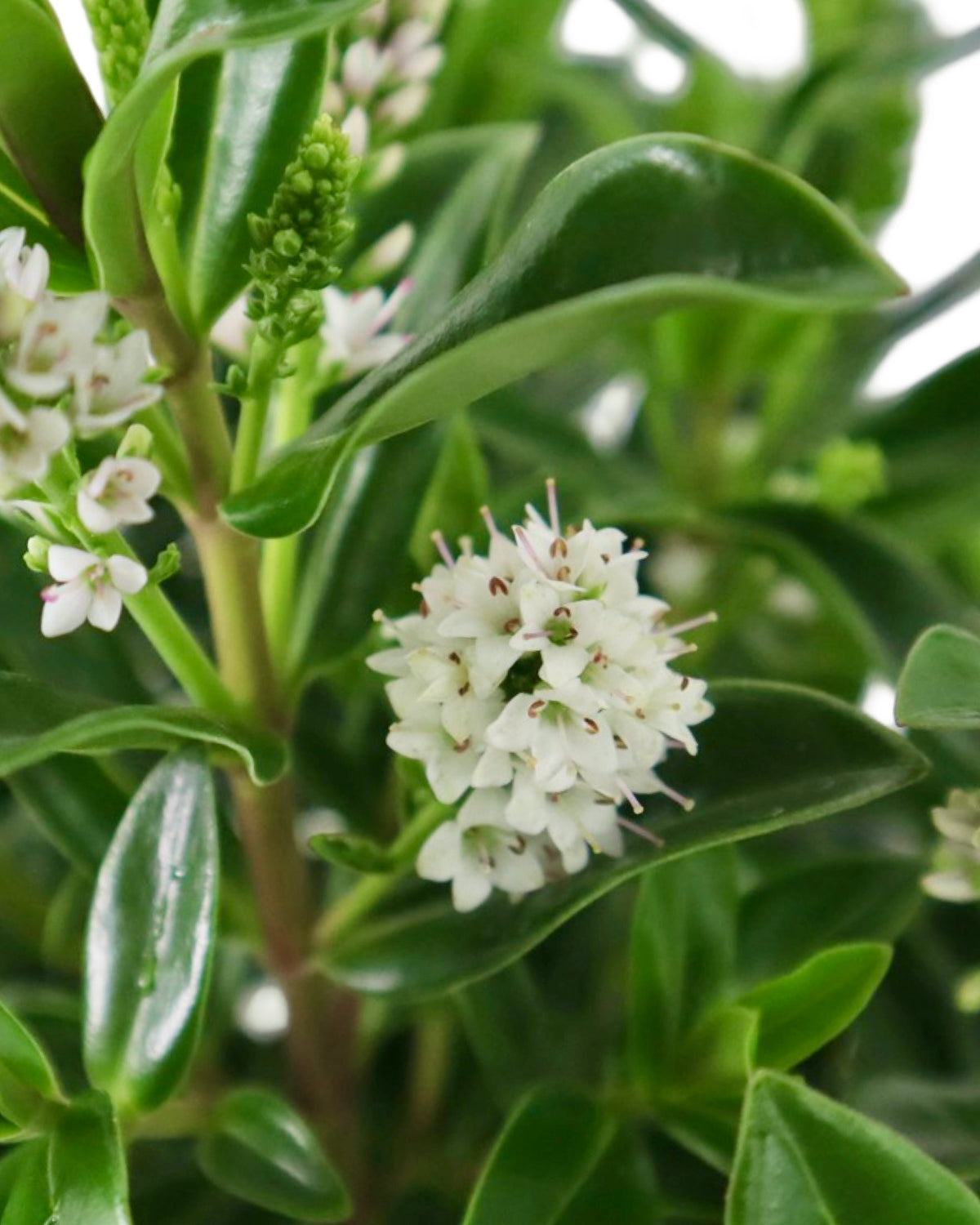 Hebe Petita® 'White' - Shrubs