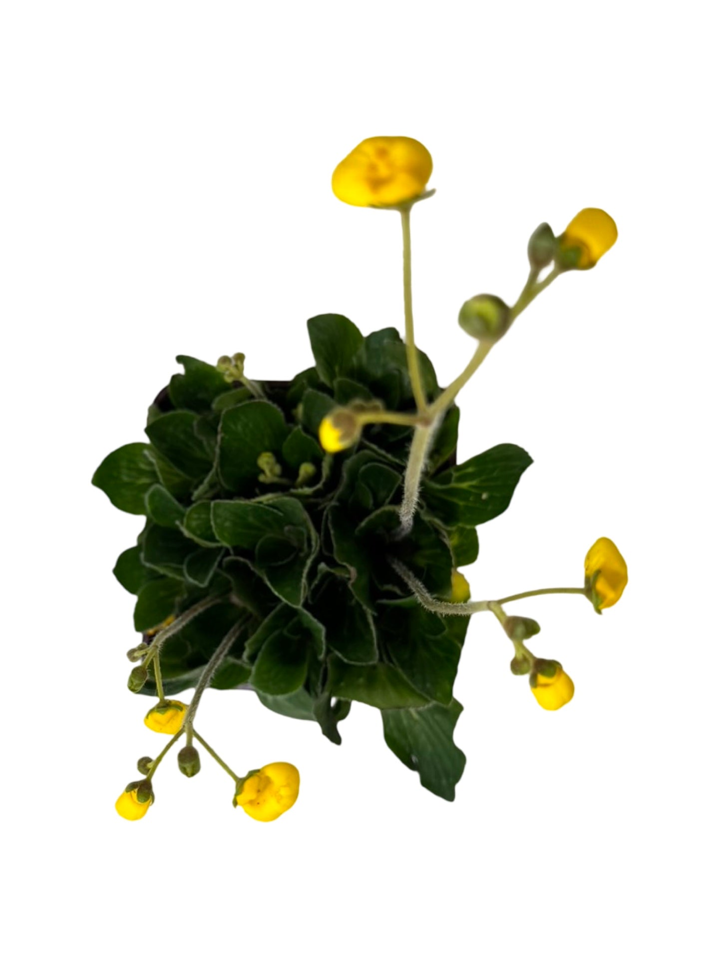 Calceolaria biflora 'Goldcap' - Perennials