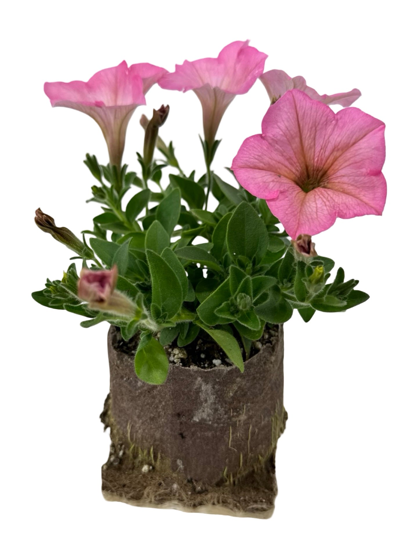 Petunia 'Heavenly Cashmere Pink' - Annuals
