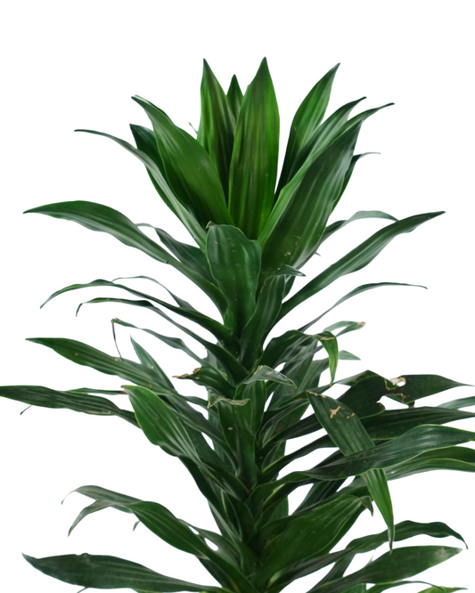Dracaena 'JC Compacta'