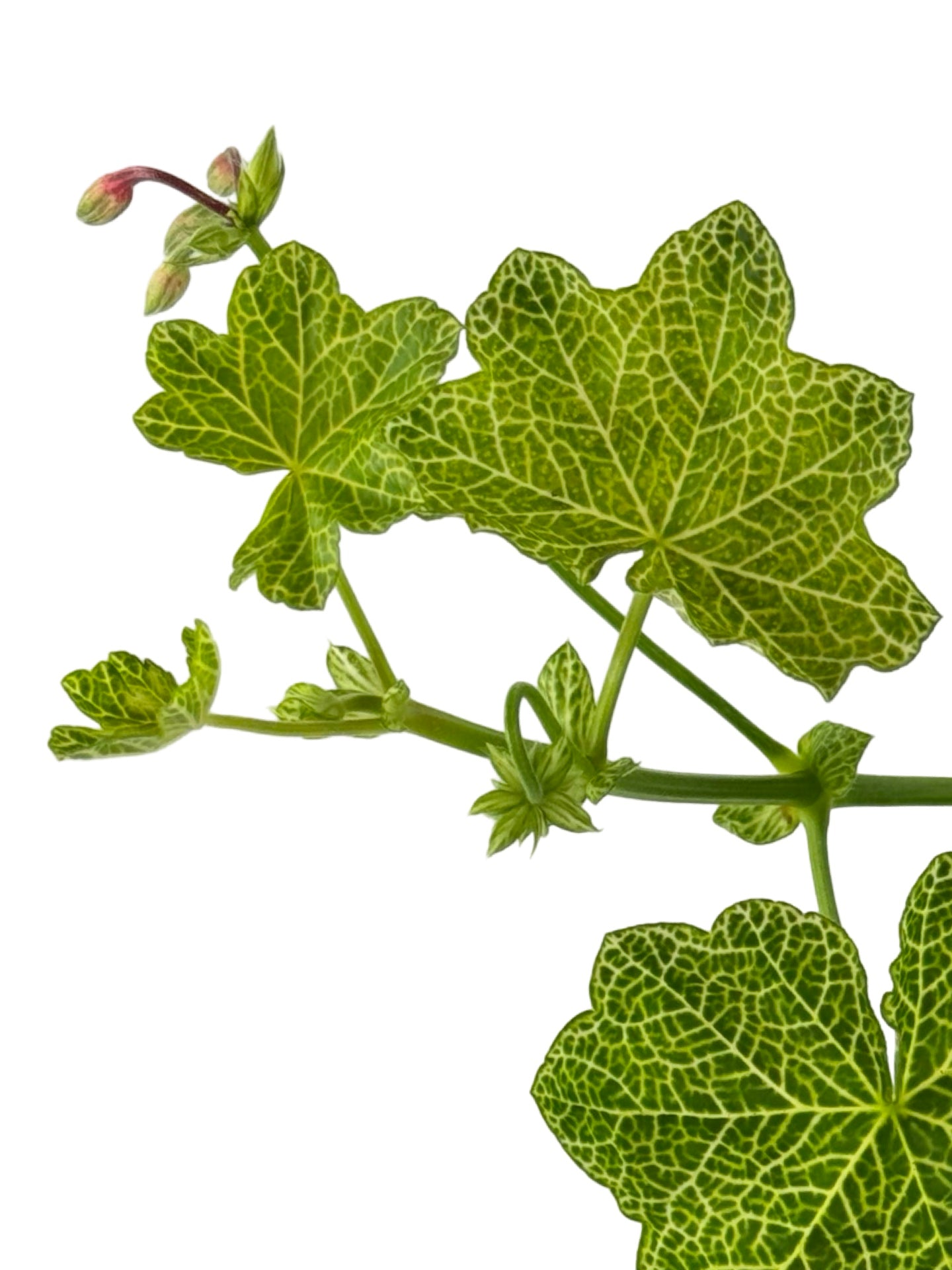 Pelargonium peltatum 'Crocodile' - Annuals