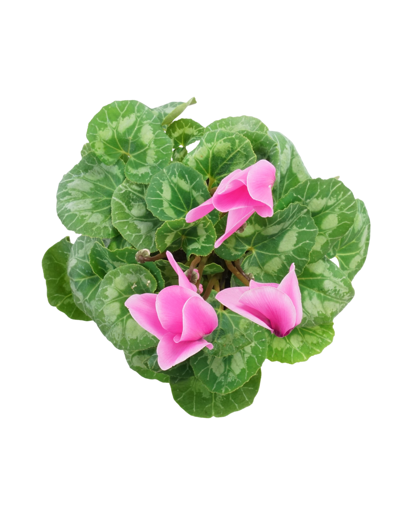 Cyclamen, Assorted - Annuals
