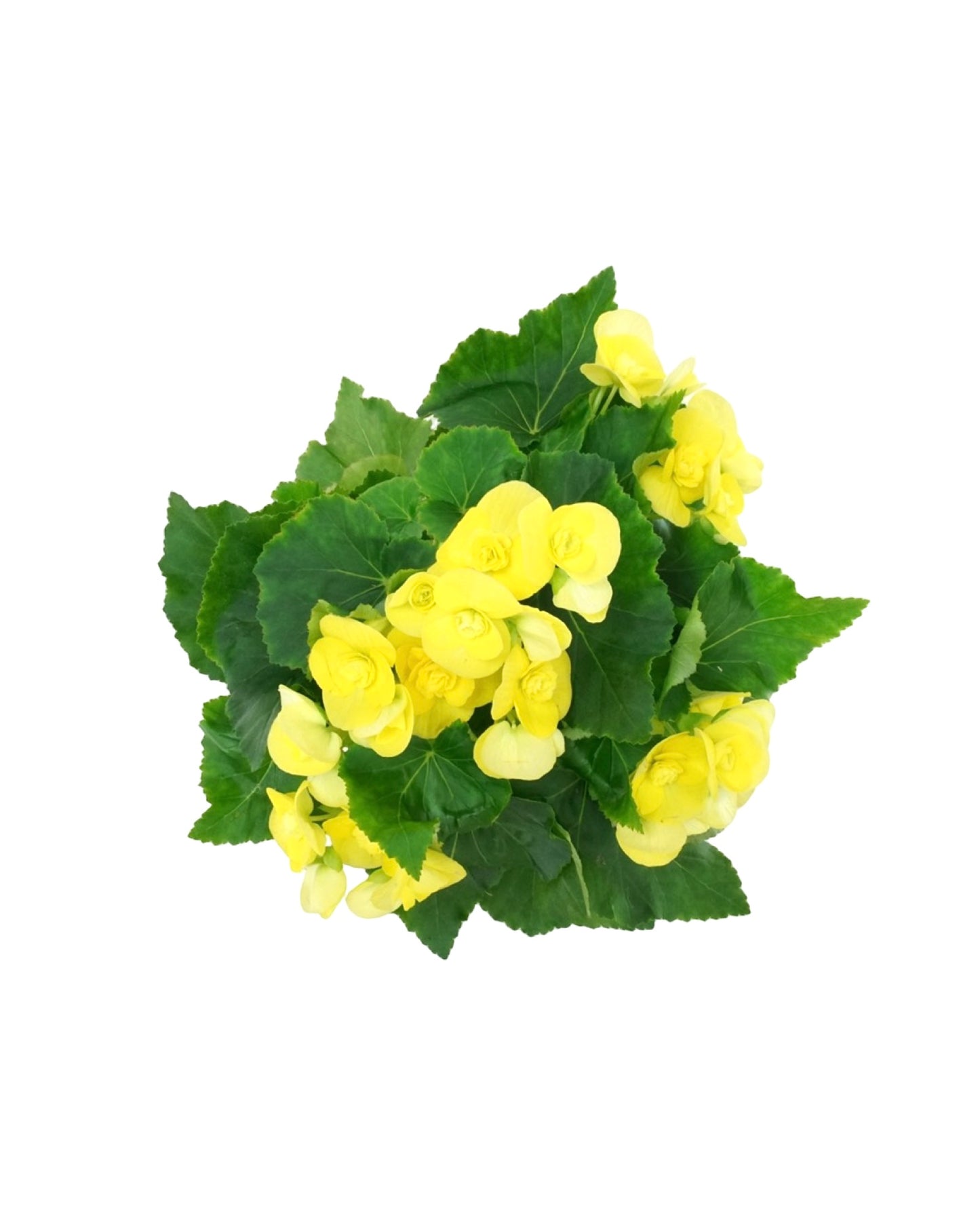 Begonia x hiemalis - The Garden Corner