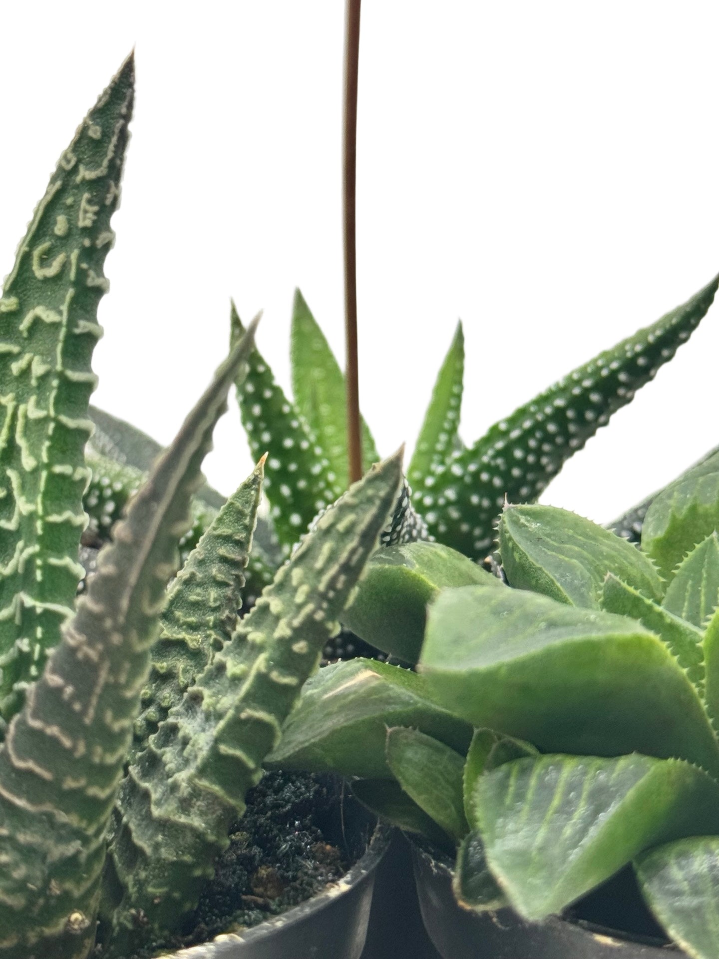 Haworthiopsis Assorted - House Plants