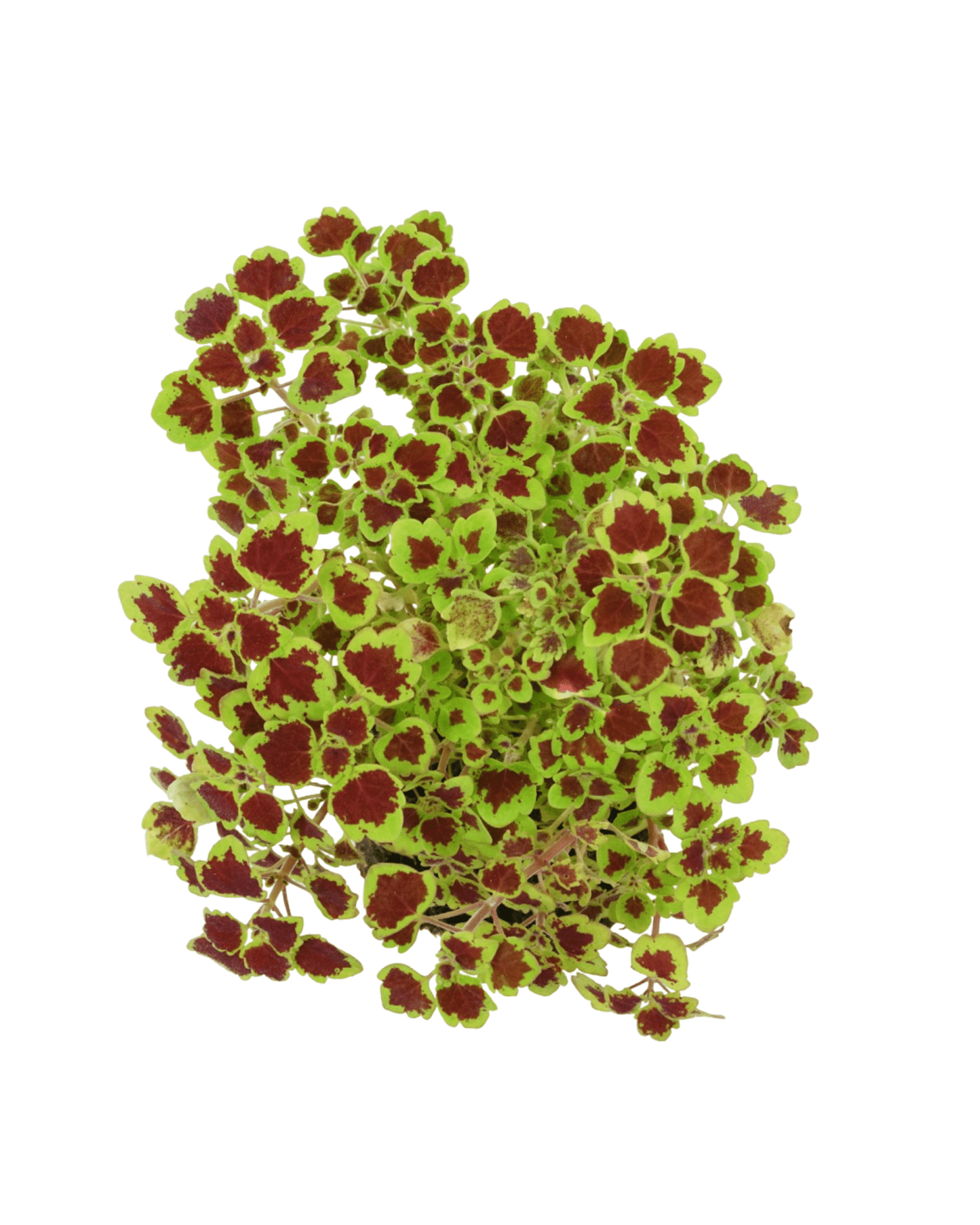 Coleus 'Great Falls Niagara' - The Garden Corner