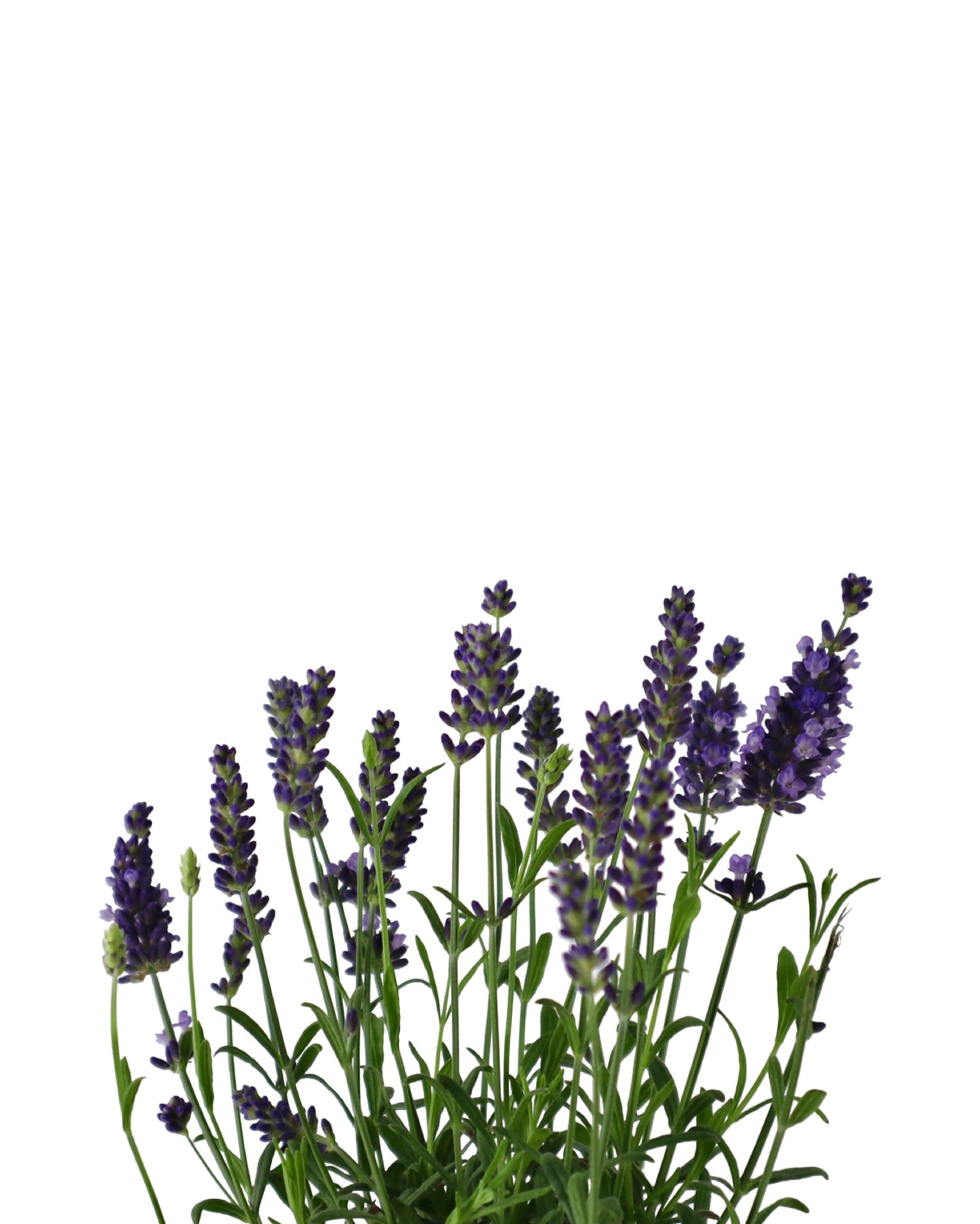 Lavandula angustifolia 'Blue Spear' - Herbs and Vegetables
