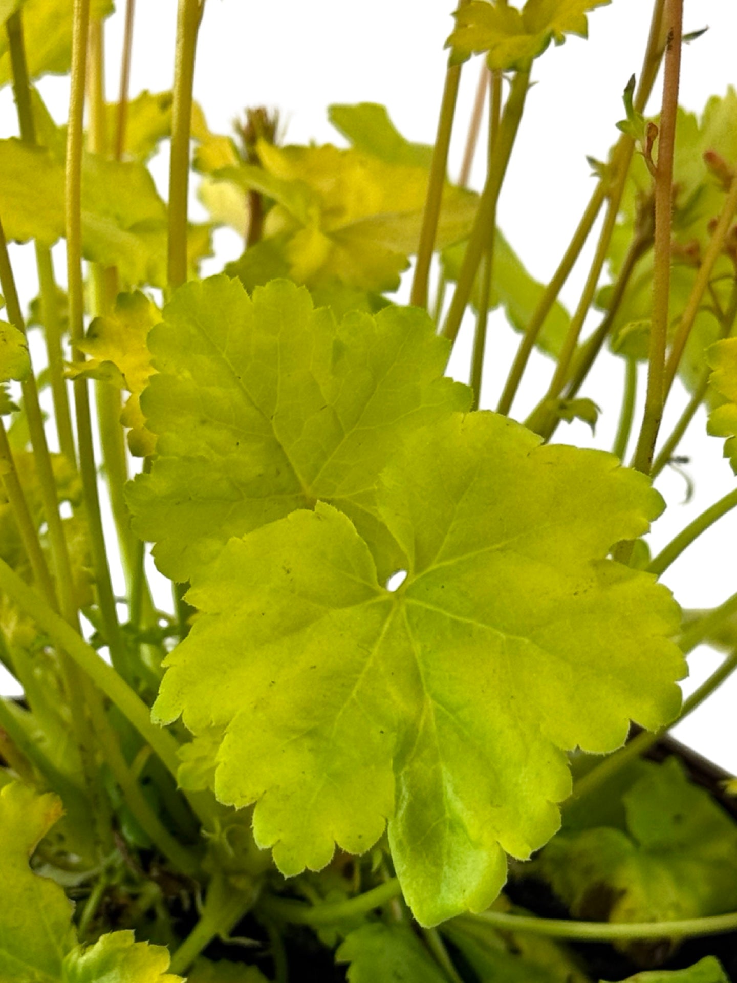 Heuchera Little Cuties™ 'Sweet Tart' - Perennials