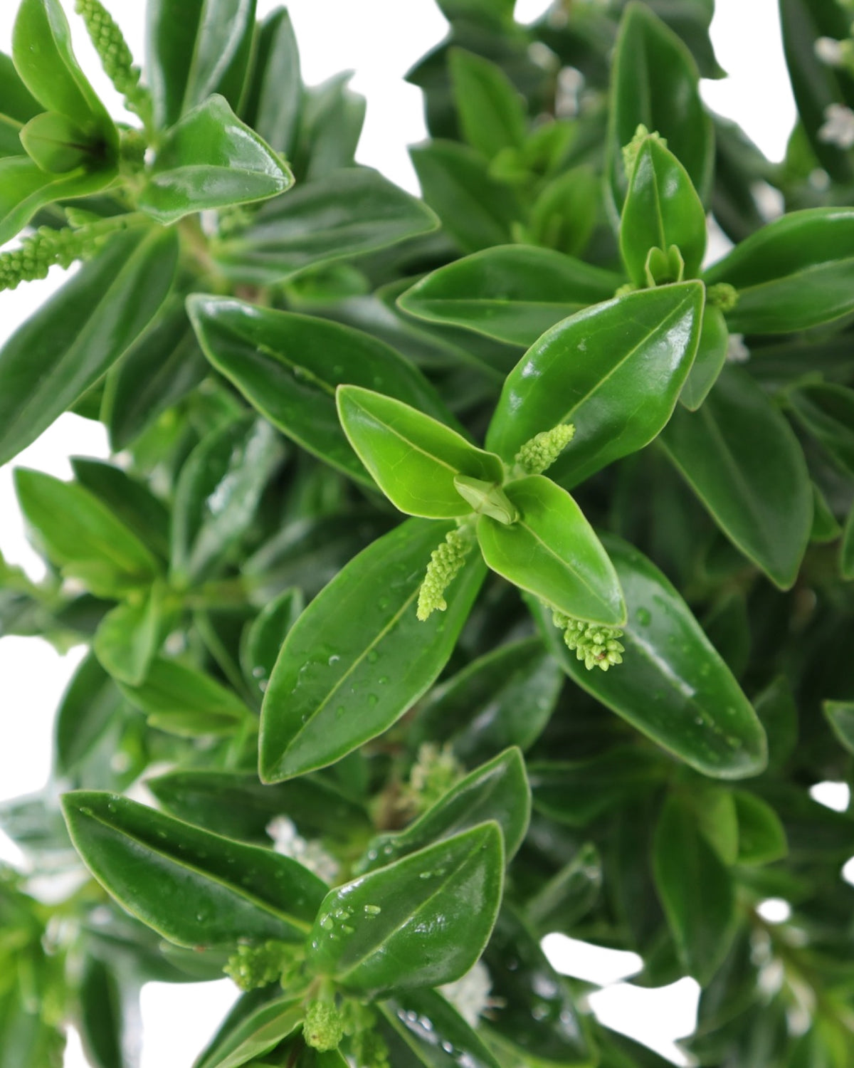 Hebe Petita® 'White' - Shrubs