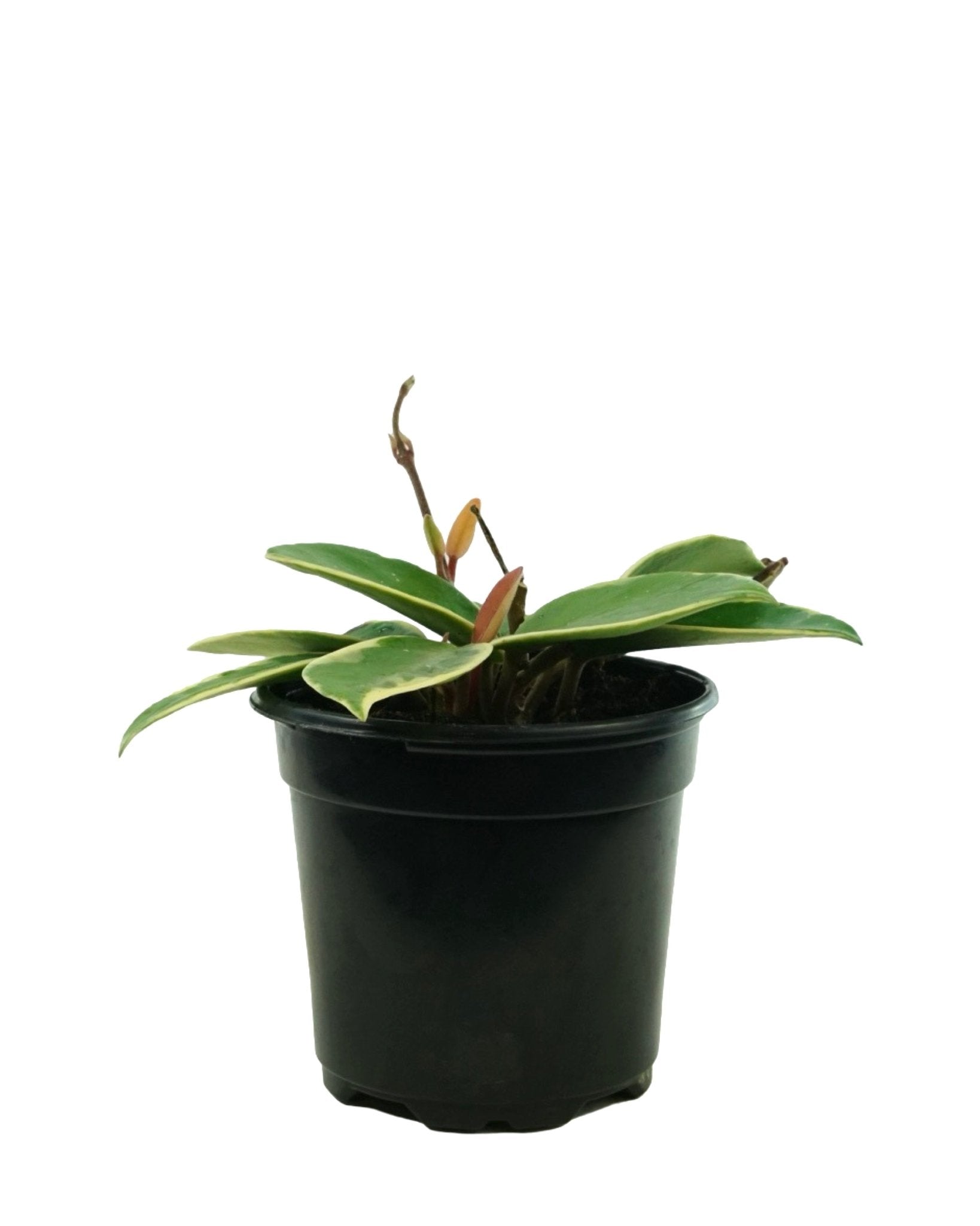 Hoya carnosa 'Krimson Queen' - The Garden Corner