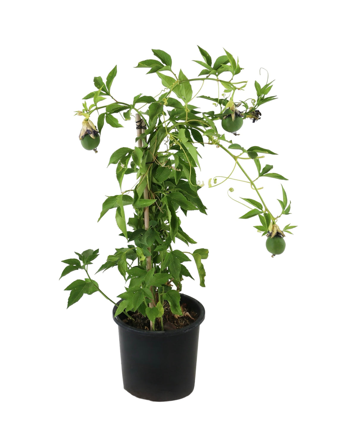 Passiflora incarnata - Shrubs