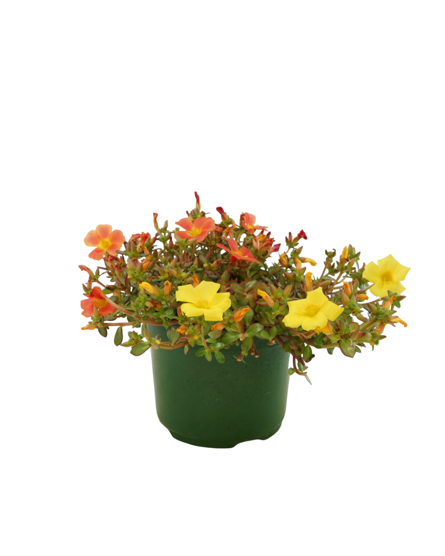 Portulaca 'Confetti Garden Cupcake Party'